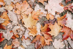 The Science Behind Vehicle Color Pigments and Fade Resistance